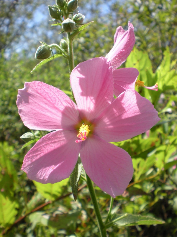 Pink Flowers in the Everglades